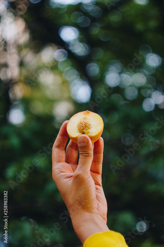 a man's hand holds a freshly picked ripe peach fruit with a bone cut in two pieces against a background of grass and trees. close-up. summer. on blurred background. organic garden