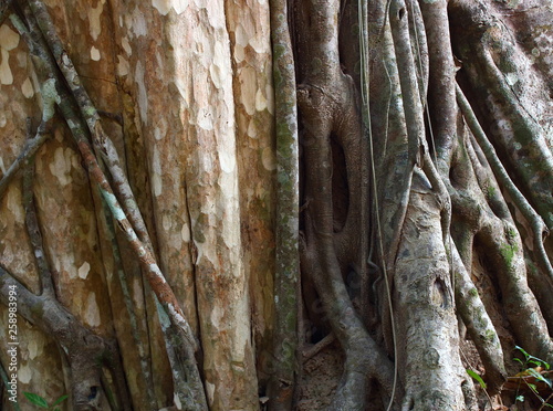 Natural background with tree trunk braided by roots of a giant tree in the jungle of Cambodia