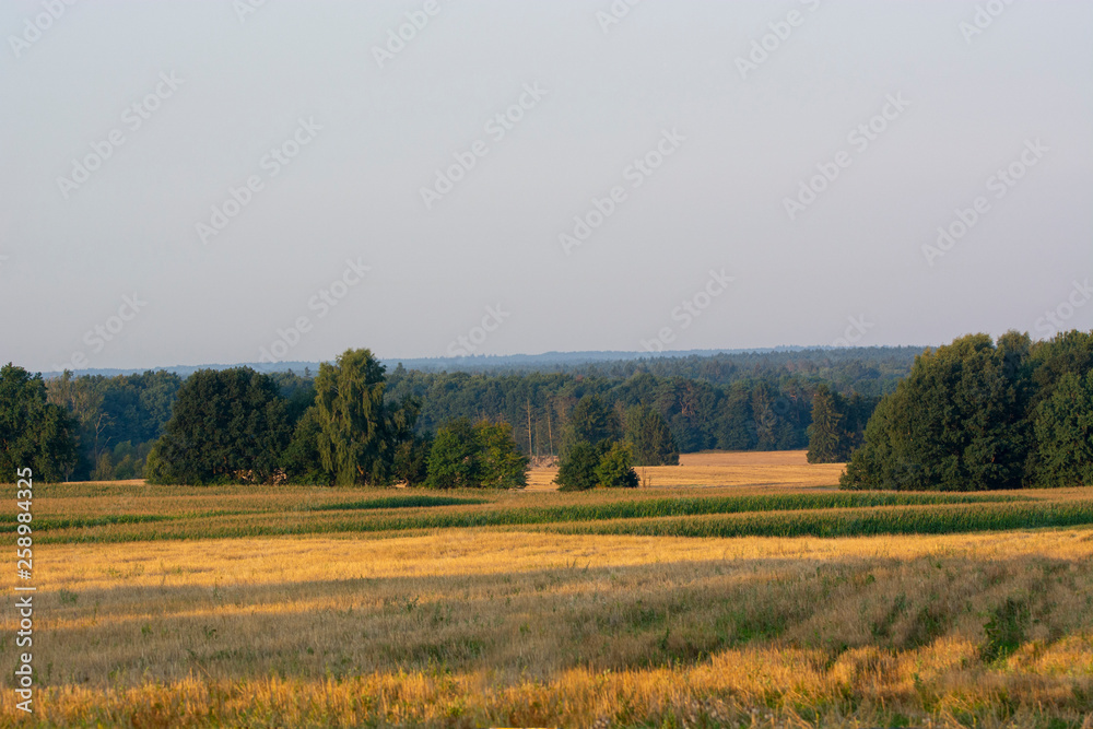 Fototapeta premium landscape of forests and fields