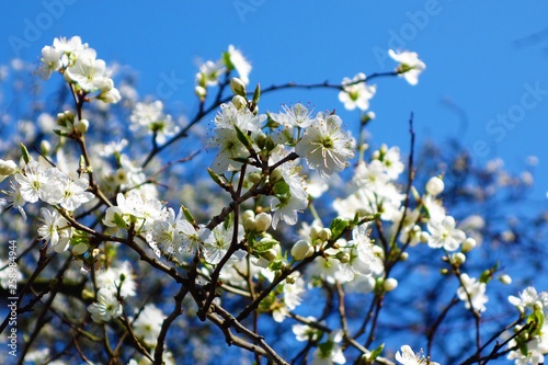 White blossom in Springtime.
