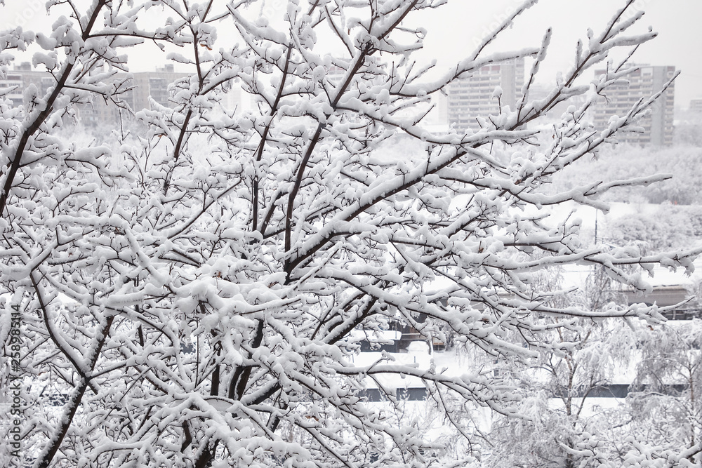 Beautiful winter landscape. A branch of a tree is covered with white fluffy snow.