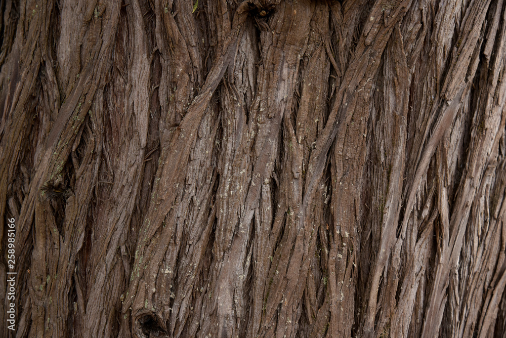 Bark Tree texture full frame in nature. Close Up of Redwood Bark. Bark Tree texture full frame in nature. Close Up of Redwood Bark.