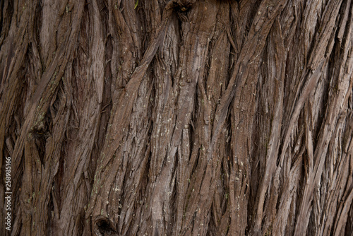 Bark Tree texture full frame in nature. Close Up of Redwood Bark.