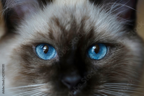 Very beautiful, bright, kitten's blue and expressive eyes photo