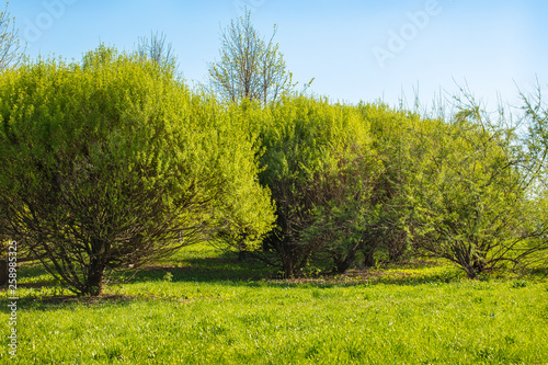 Spring landscape. Trees with new foliage on bright spring green grass