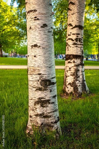 Spring landscape. Snow-white trunks of birches on bright spring green grass © Валентина Янковская