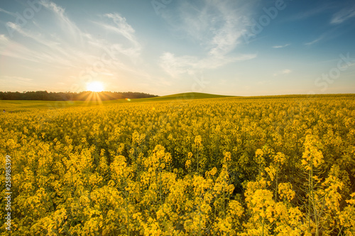 yellow rapeseed field at sunset