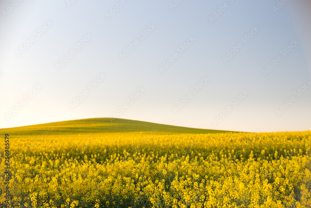 Fototapeta premium yellow rapeseed field at sunset