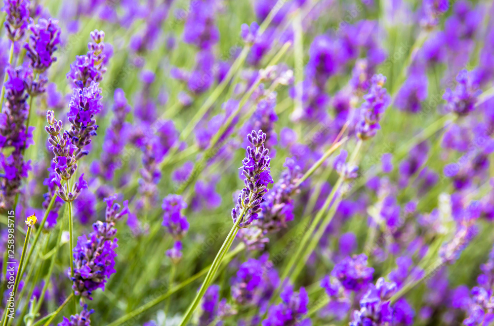 lavender flowers lavender flowers