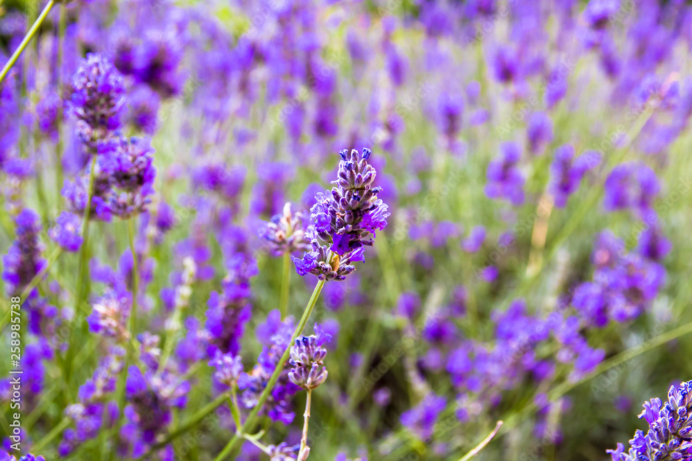 Obraz premium lavender flowers