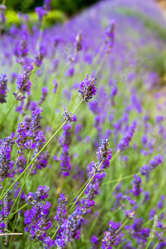 lavender flowers © marcociannarel