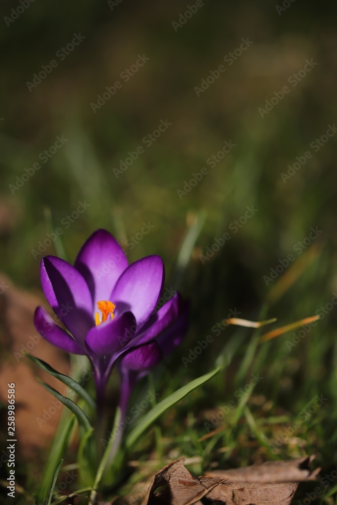 crocus crocus