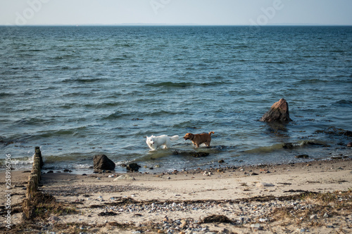 Blonder Labrador und Schweizer Schäferhund spielen am Hundestrand Gelting, Schleswig Holstein, Ostsee, Deutschland