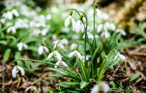 Blooming snowdrops in the forest