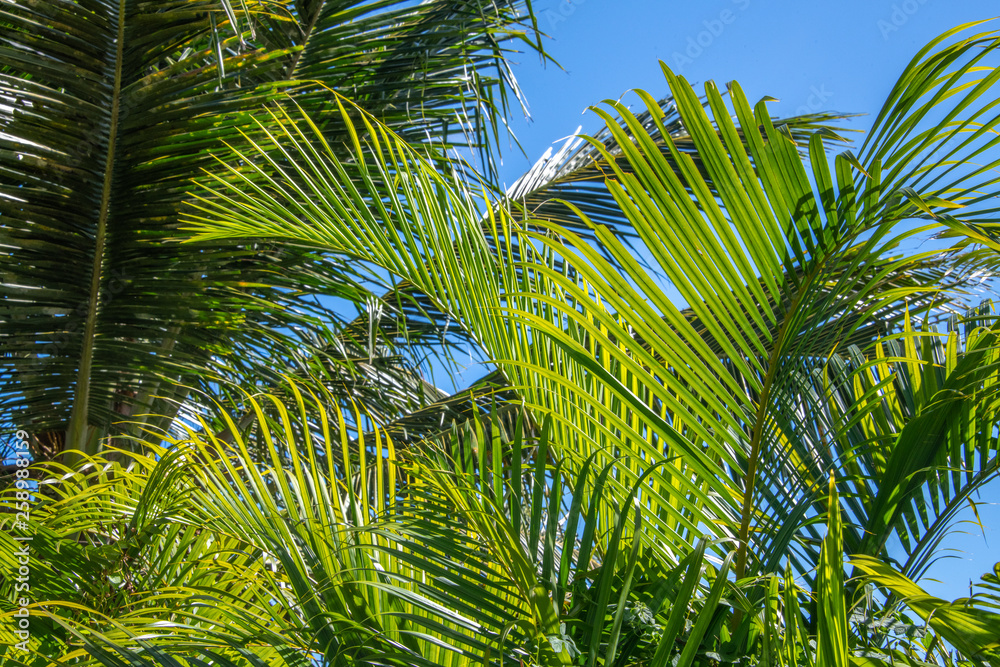 Obraz premium palmier