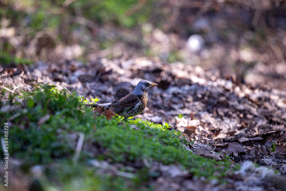 Bird in grass Bird in grass