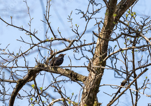 Bird on a tree