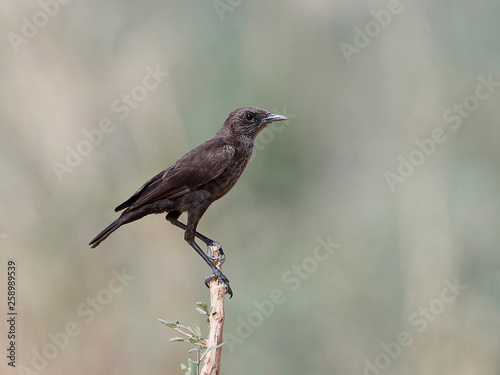 Northern anteater-chat (Myrmecocichla aethiops)