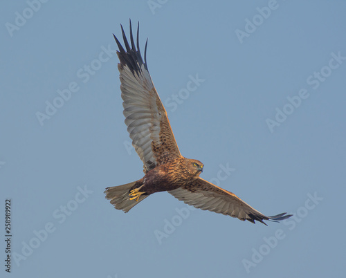 Marsh Harrier