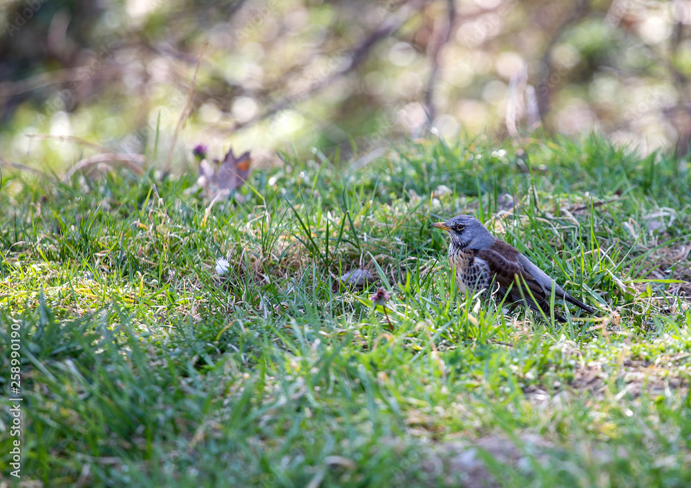 Bird in grass Bird in grass