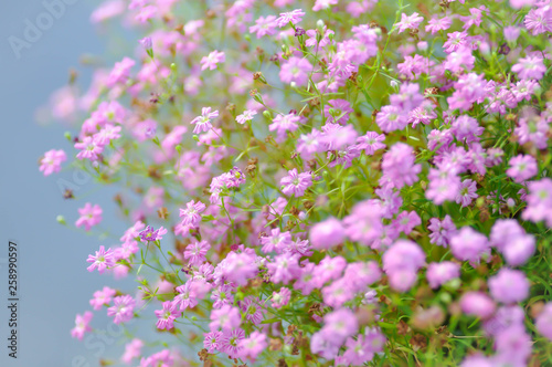 Gypsophila Paniculata ,Baby's Breath or Gypsophila