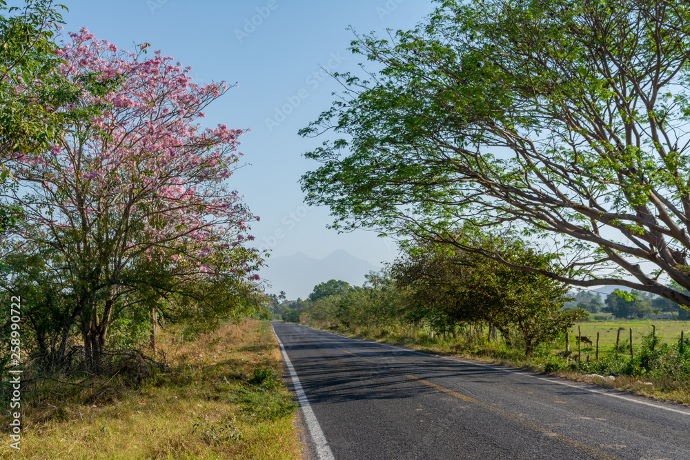 Obraz premium Apamate Rosa