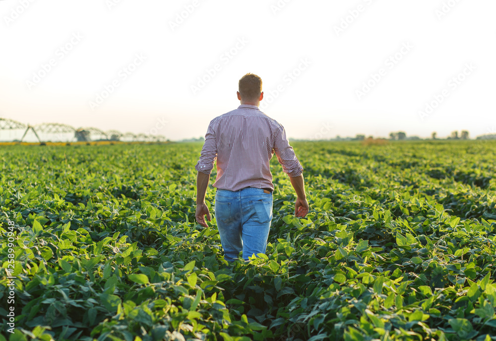 Rear view of young farmer walking in filed examining soybean corp at sunset. Rear view of young farmer walking in filed examining soybean corp at sunset.