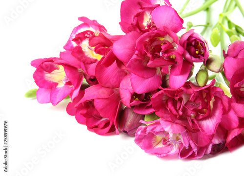 Beautiful spring freesia flowers isolated on white