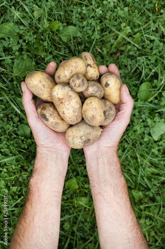 Hands with a potatoes on a background of green grass