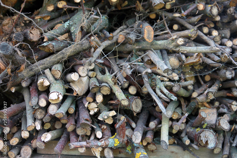 a bunch of cut branches or brushwood as firewood, a view of the branches from the end face closeup a bunch of cut branches or brushwood as firewood, a view of the branches from the end face closeup
