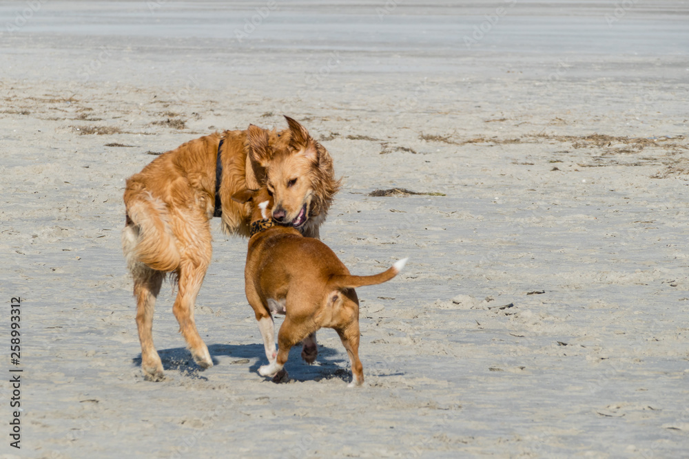 Standspaß Hunde Strand Spielen