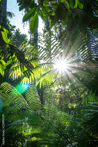 Fototapeta Naklejka Na Ścianę i Meble -  Sonne im Jungle
