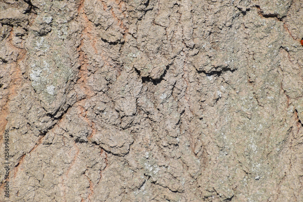Background texture of silver poplar bark Background texture of silver poplar bark