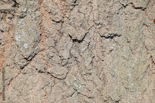Background texture of silver poplar bark