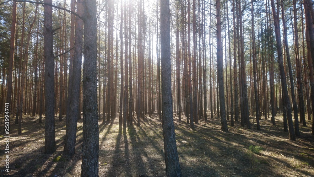 Naklejka premium Лес