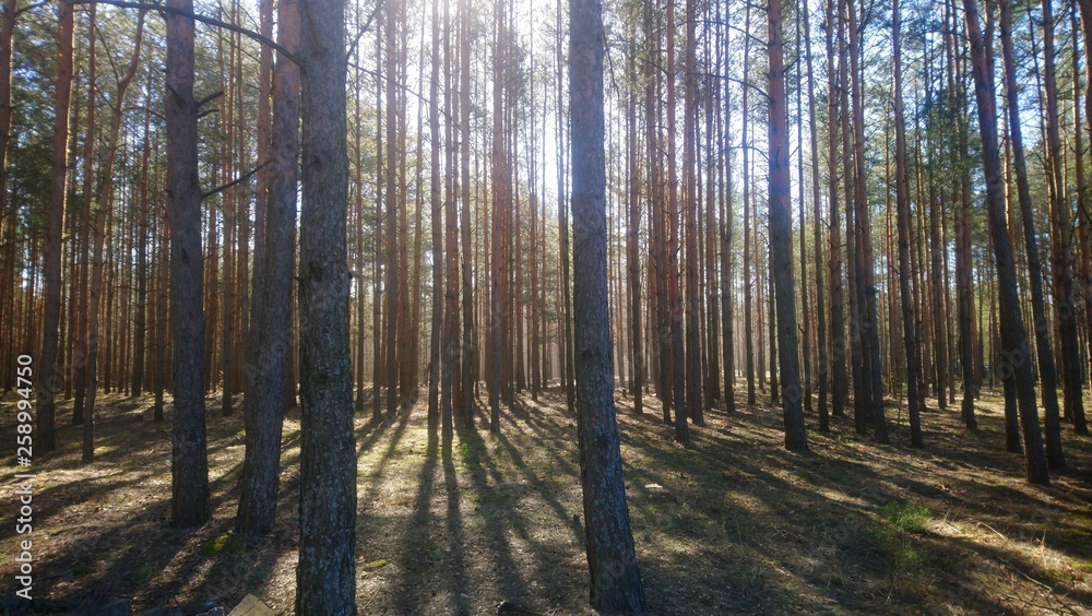 Лес Лес