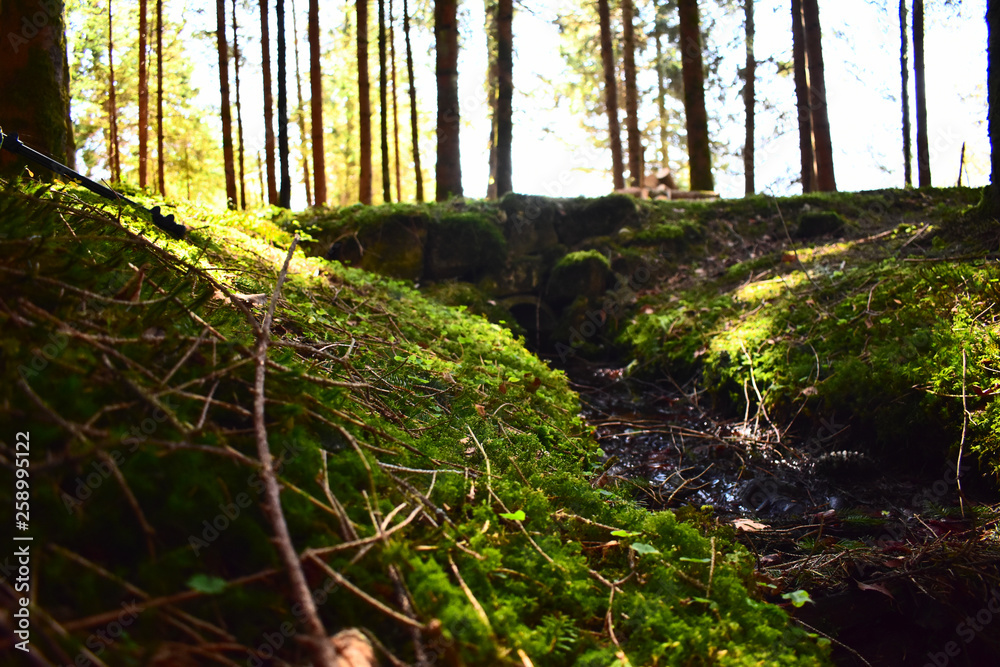 Small stream in a forest Small stream in a forest