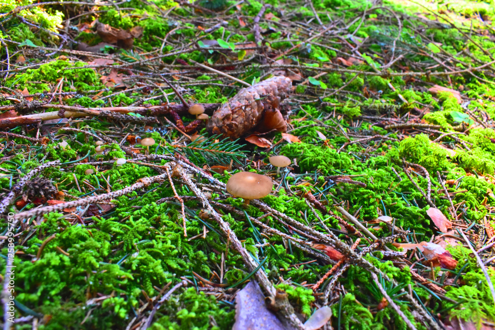 Mushroom in a bavarian forest Mushroom in a bavarian forest