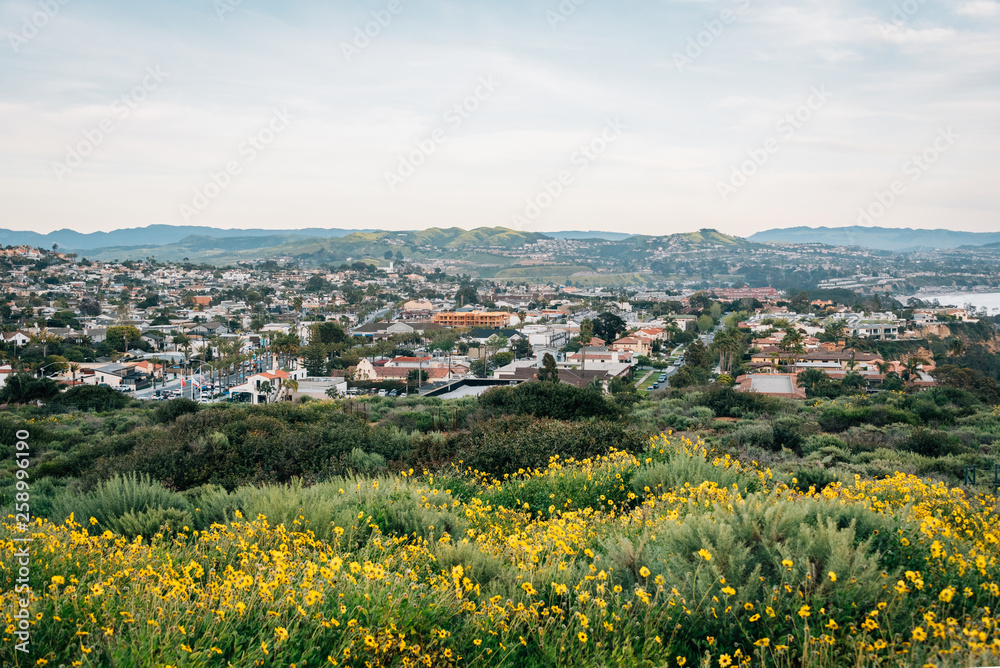 Yellow flowers and view from Hilltop Park in Dana Point, Orange County, California