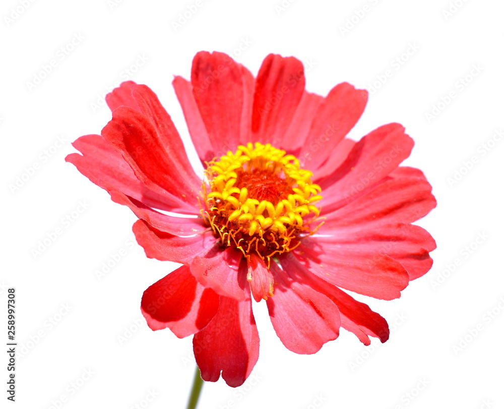 Zinnia Flower Blossom