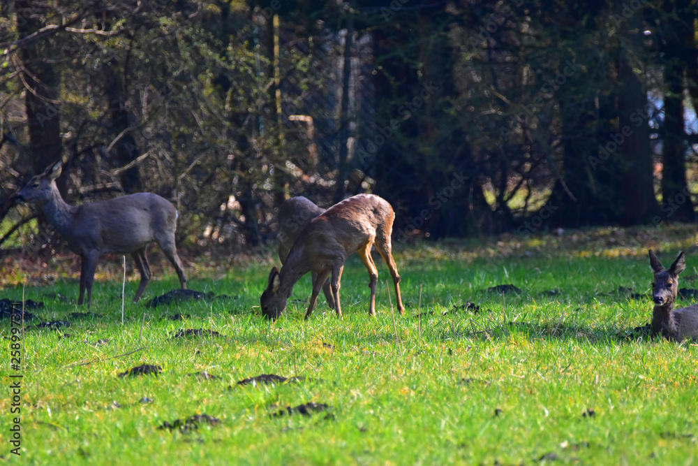 Group of deer eating Group of deer eating