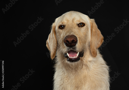 Fototapeta Naklejka Na Ścianę i Meble -  Portrait of young labradoodle dog