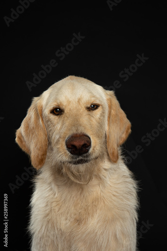 Funny portrait of young yellow labradoodle dog in studio © Sharon