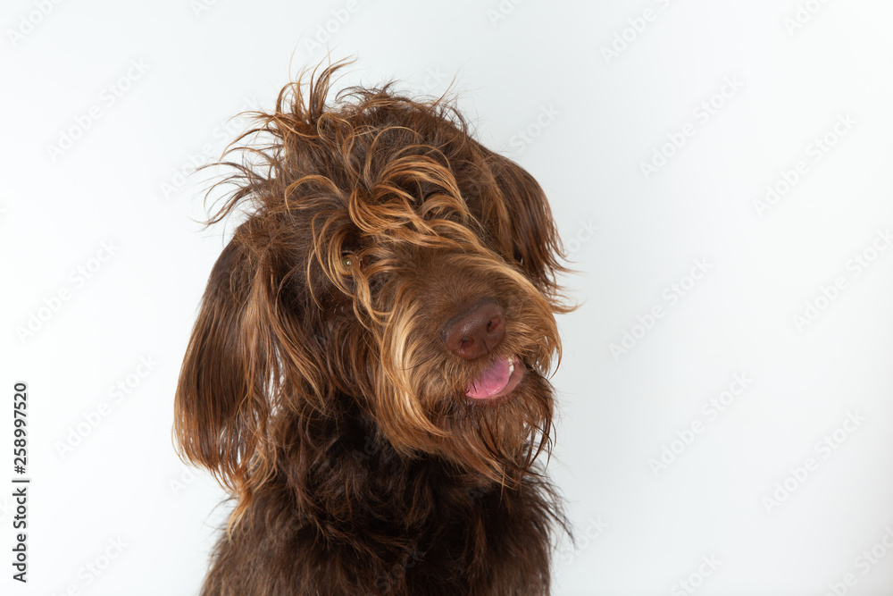 portrait of a dog with messy fur - obrazy, fototapety, plakaty 