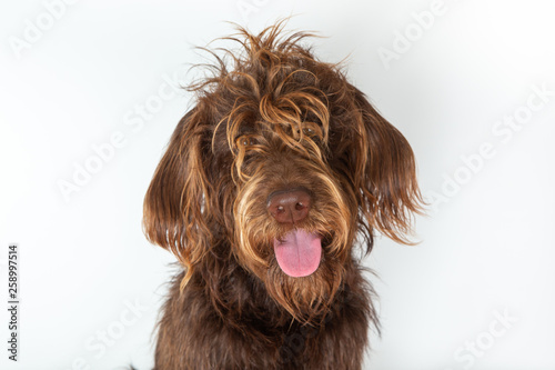 dog in front of white background