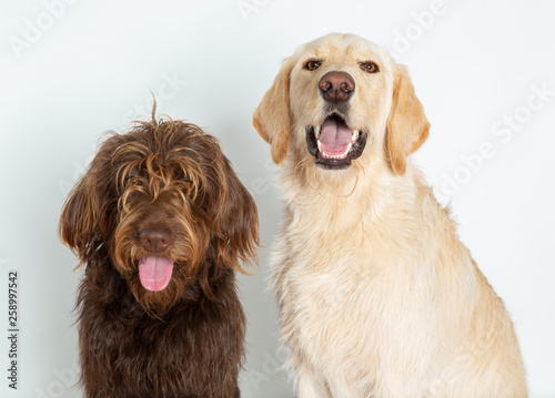 Two labradoodles with mouths open