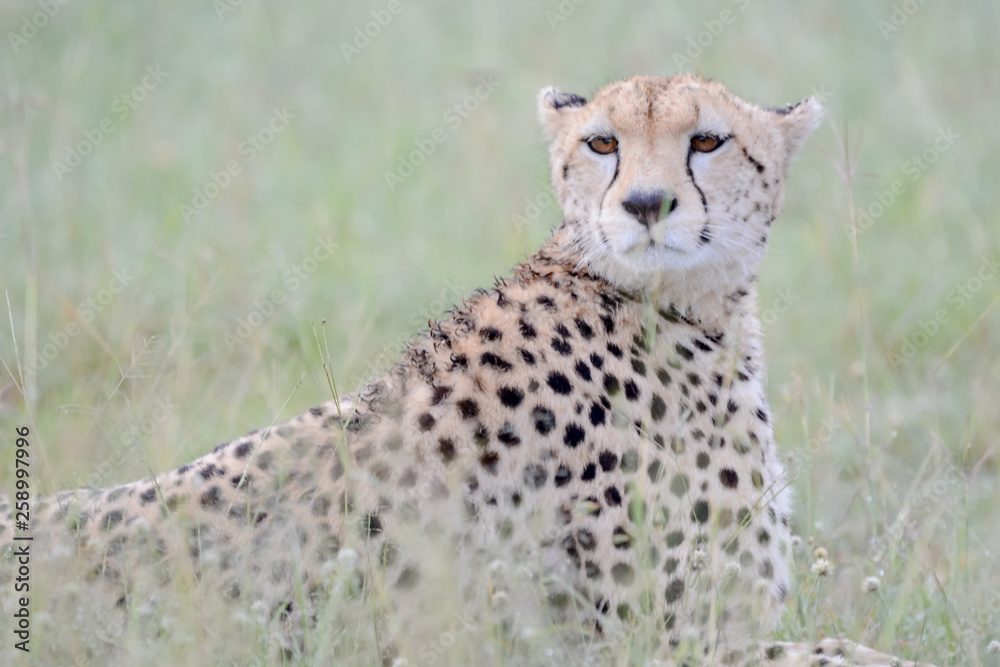 Portrait Cheetah in Massai Mara Portrait Cheetah in Massai Mara