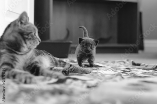 mother cat and her kitten taking its first walk