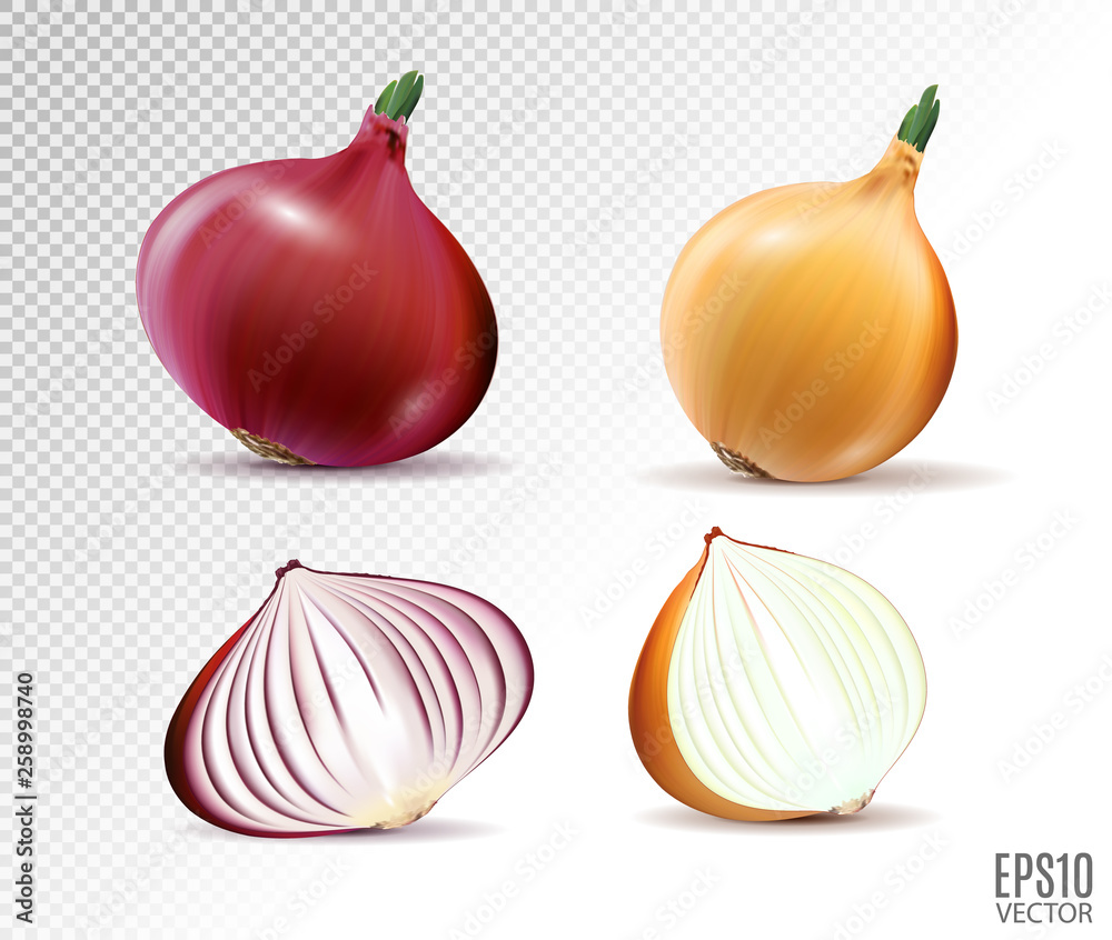 Vector set of fresh whole and half yellow and red onion bulbs on transparent background Vector set of fresh whole and half yellow and red onion bulbs on transparent background