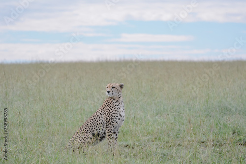 Portrait Cheetah in Massai Mara